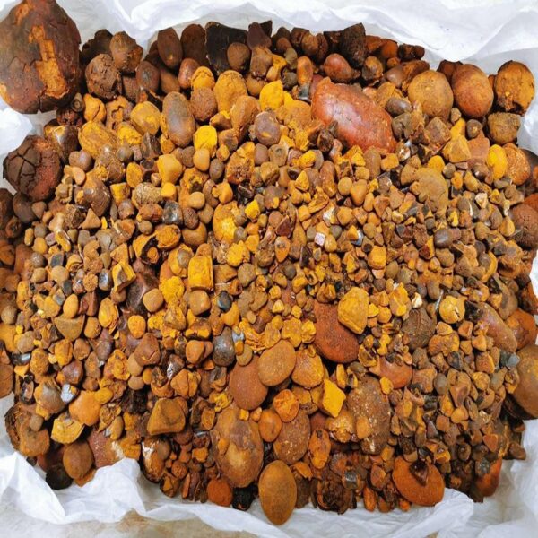 Ox Gallstone